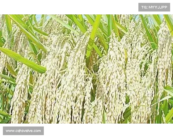 高地红石榴种植指南:成功栽培的关键技巧和注意事项 高地红石榴种植指南:成功栽培的关键技巧和注意事项
