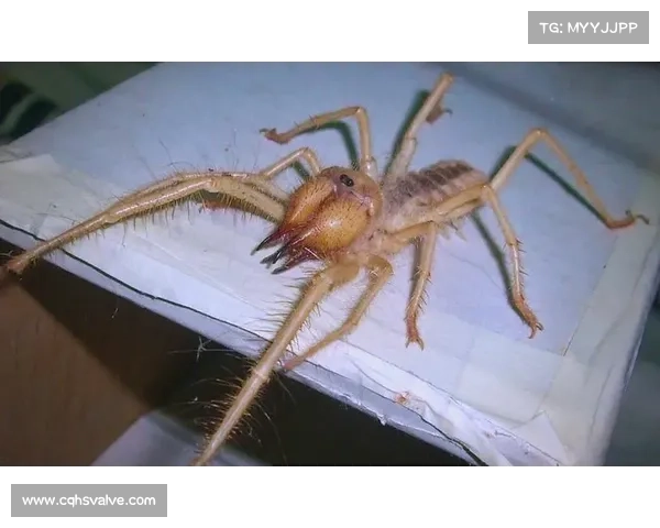 八大迷人神秘生物的传说与探秘揭示奇异世界中的未知秘密 八大迷人神秘生物的传说与探秘揭示奇异世界中的未知秘密